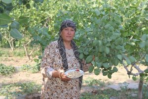 Писта —  баракали дарахт